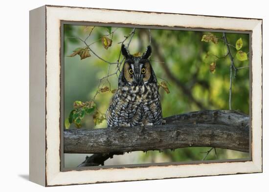 Long-Eared Owl Perched on Tree Branch-W. Perry Conway-Framed Premier Image Canvas