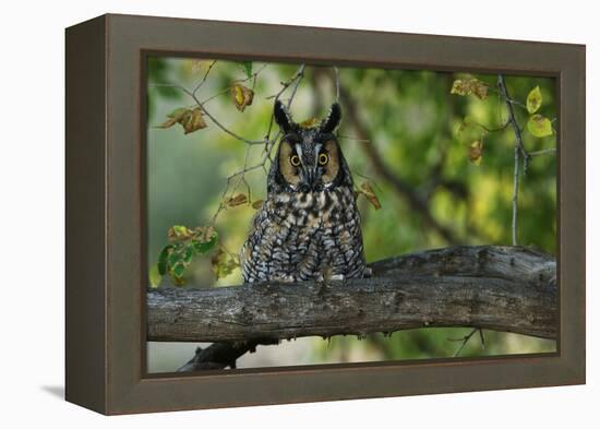 Long-Eared Owl Perched on Tree Branch-W. Perry Conway-Framed Premier Image Canvas