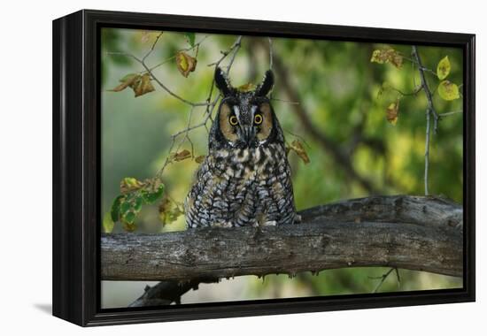 Long-Eared Owl Perched on Tree Branch-W. Perry Conway-Framed Premier Image Canvas