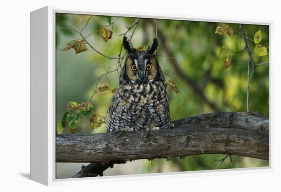 Long-Eared Owl Perched on Tree Branch-W. Perry Conway-Framed Premier Image Canvas
