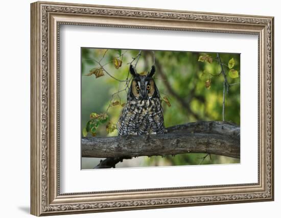 Long-Eared Owl Perched on Tree Branch-W. Perry Conway-Framed Photographic Print