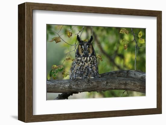 Long-Eared Owl Perched on Tree Branch-W. Perry Conway-Framed Photographic Print