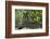 Long-Eared Owl Perched on Tree Branch-W. Perry Conway-Framed Photographic Print