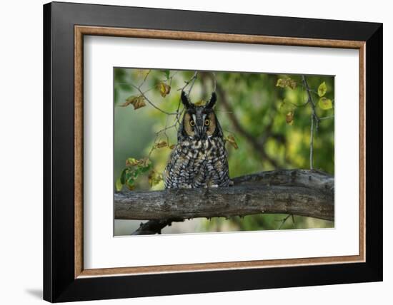 Long-Eared Owl Perched on Tree Branch-W. Perry Conway-Framed Photographic Print