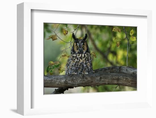 Long-Eared Owl Perched on Tree Branch-W. Perry Conway-Framed Photographic Print