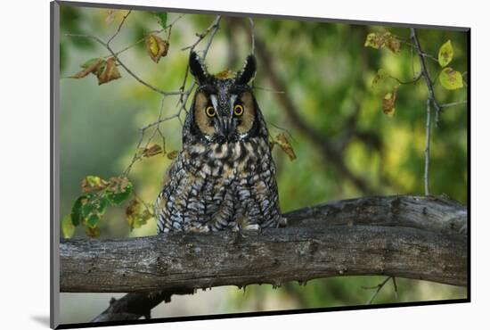 Long-Eared Owl Perched on Tree Branch-W. Perry Conway-Mounted Photographic Print