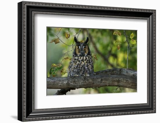 Long-Eared Owl Perched on Tree Branch-W. Perry Conway-Framed Photographic Print