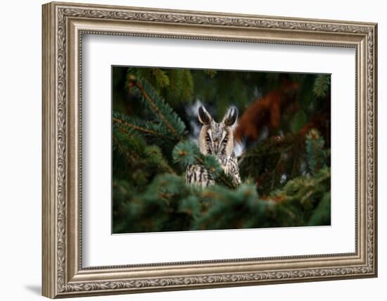 Long-Eared Owl Sitting on the Branch in the Fallen Larch Forest during Autumn. Owl Hidden in the Fo-Ondrej Prosicky-Framed Photographic Print