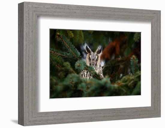 Long-Eared Owl Sitting on the Branch in the Fallen Larch Forest during Autumn. Owl Hidden in the Fo-Ondrej Prosicky-Framed Photographic Print