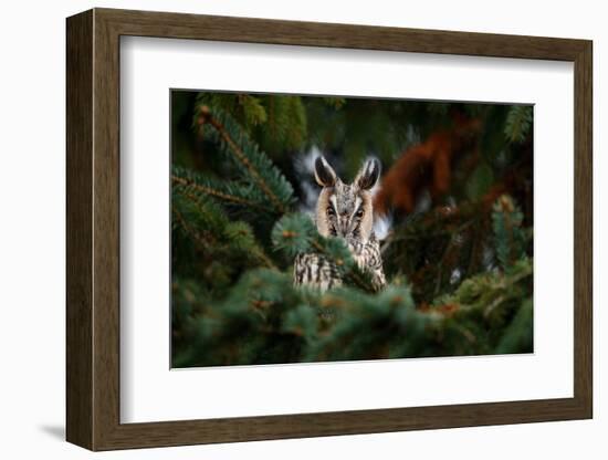 Long-Eared Owl Sitting on the Branch in the Fallen Larch Forest during Autumn. Owl Hidden in the Fo-Ondrej Prosicky-Framed Photographic Print