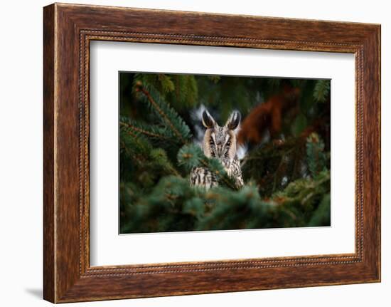 Long-Eared Owl Sitting on the Branch in the Fallen Larch Forest during Autumn. Owl Hidden in the Fo-Ondrej Prosicky-Framed Photographic Print