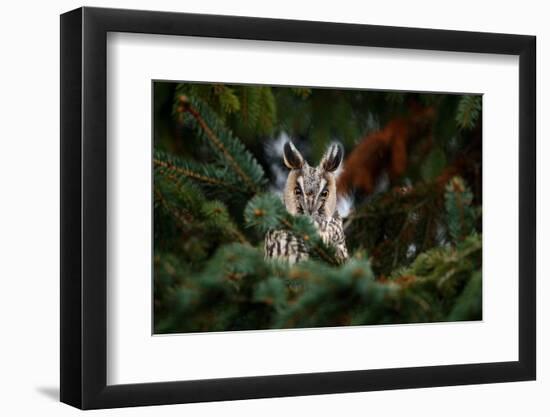 Long-Eared Owl Sitting on the Branch in the Fallen Larch Forest during Autumn. Owl Hidden in the Fo-Ondrej Prosicky-Framed Photographic Print