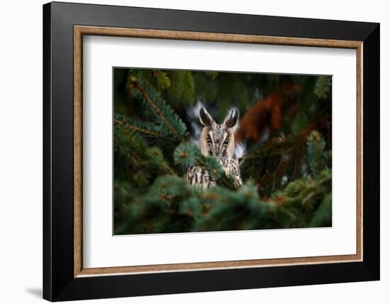 Long-Eared Owl Sitting on the Branch in the Fallen Larch Forest during Autumn. Owl Hidden in the Fo-Ondrej Prosicky-Framed Photographic Print