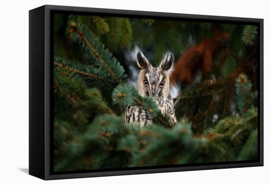 Long-Eared Owl Sitting on the Branch in the Fallen Larch Forest during Autumn. Owl Hidden in the Fo-Ondrej Prosicky-Framed Premier Image Canvas
