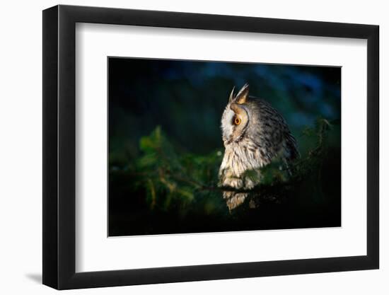 Long-Eared Owl Sitting on the Branch in the Fallen Larch Forest during Autumn. Wildlife Winter Scen-Ondrej Prosicky-Framed Photographic Print