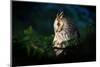 Long-Eared Owl Sitting on the Branch in the Fallen Larch Forest during Autumn. Wildlife Winter Scen-Ondrej Prosicky-Mounted Photographic Print