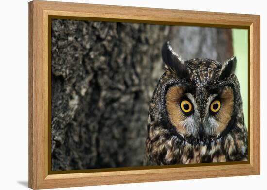 Long-Eared Owl with Suprised Expression-W. Perry Conway-Framed Premier Image Canvas