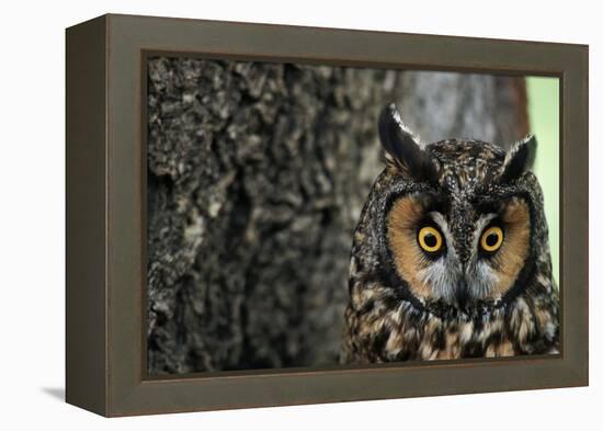 Long-Eared Owl with Suprised Expression-W. Perry Conway-Framed Premier Image Canvas