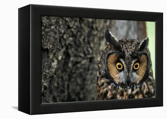 Long-Eared Owl with Suprised Expression-W. Perry Conway-Framed Premier Image Canvas