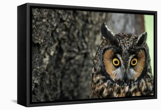 Long-Eared Owl with Suprised Expression-W. Perry Conway-Framed Premier Image Canvas