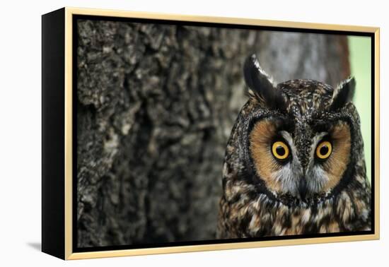 Long-Eared Owl with Suprised Expression-W. Perry Conway-Framed Premier Image Canvas