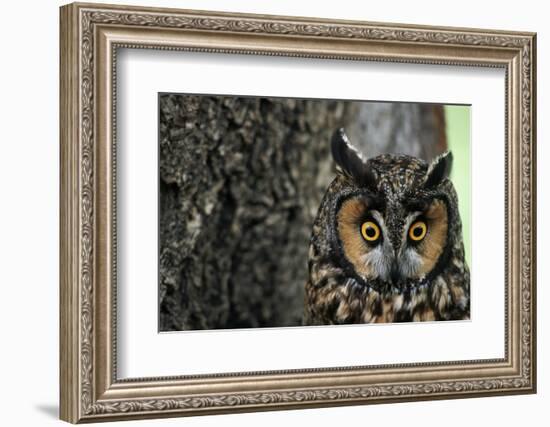 Long-Eared Owl with Suprised Expression-W. Perry Conway-Framed Photographic Print