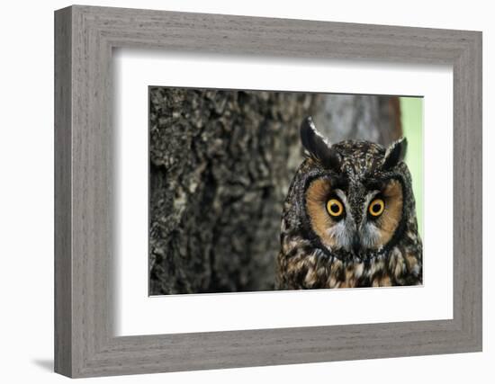 Long-Eared Owl with Suprised Expression-W. Perry Conway-Framed Photographic Print