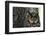 Long-Eared Owl with Suprised Expression-W. Perry Conway-Framed Photographic Print