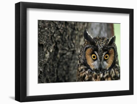 Long-Eared Owl with Suprised Expression-W. Perry Conway-Framed Photographic Print