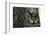 Long-Eared Owl with Suprised Expression-W. Perry Conway-Framed Photographic Print