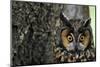 Long-Eared Owl with Suprised Expression-W. Perry Conway-Mounted Photographic Print
