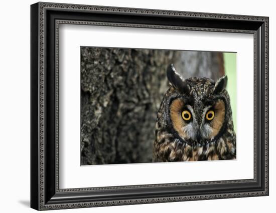 Long-Eared Owl with Suprised Expression-W. Perry Conway-Framed Photographic Print