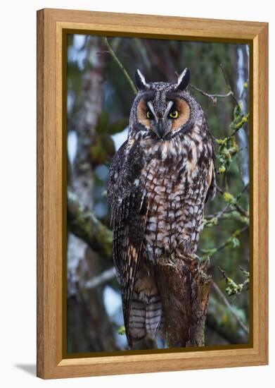 Long-Eared Owl-Ken Archer-Framed Premier Image Canvas