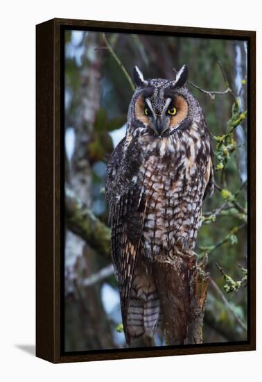 Long-Eared Owl-Ken Archer-Framed Premier Image Canvas