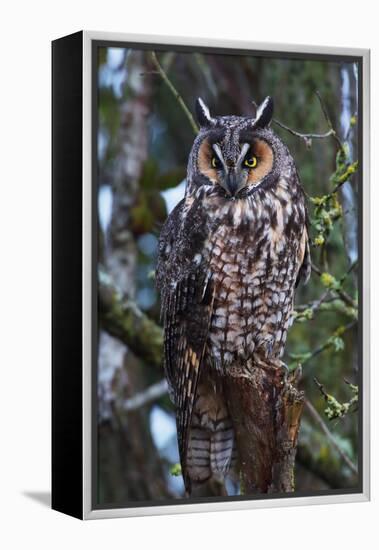 Long-Eared Owl-Ken Archer-Framed Premier Image Canvas