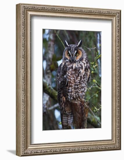 Long-Eared Owl-Ken Archer-Framed Photographic Print