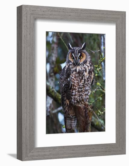 Long-Eared Owl-Ken Archer-Framed Photographic Print