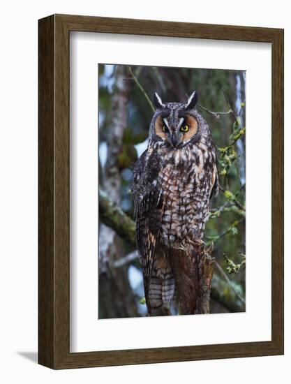 Long-Eared Owl-Ken Archer-Framed Photographic Print