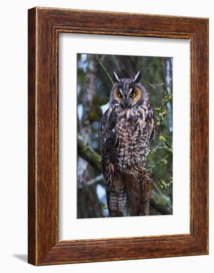 Long-Eared Owl-Ken Archer-Framed Photographic Print