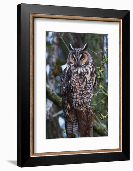 Long-Eared Owl-Ken Archer-Framed Photographic Print