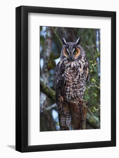 Long-Eared Owl-Ken Archer-Framed Photographic Print