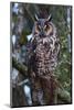 Long-Eared Owl-Ken Archer-Mounted Photographic Print