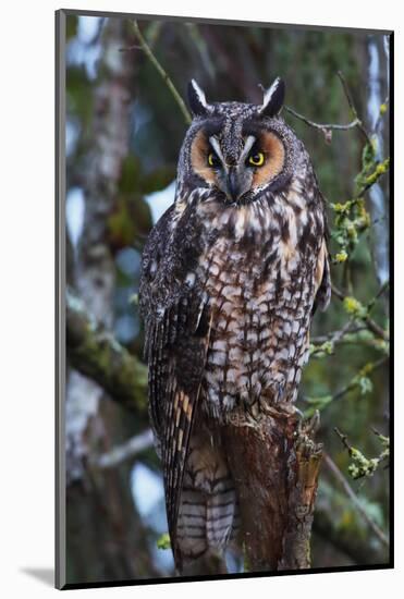 Long-Eared Owl-Ken Archer-Mounted Photographic Print