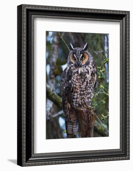 Long-Eared Owl-Ken Archer-Framed Photographic Print