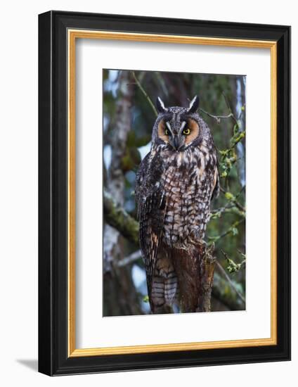 Long-Eared Owl-Ken Archer-Framed Photographic Print