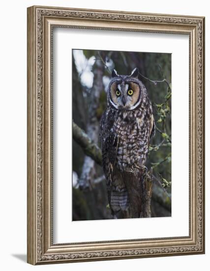 Long-eared Owl-Ken Archer-Framed Photographic Print