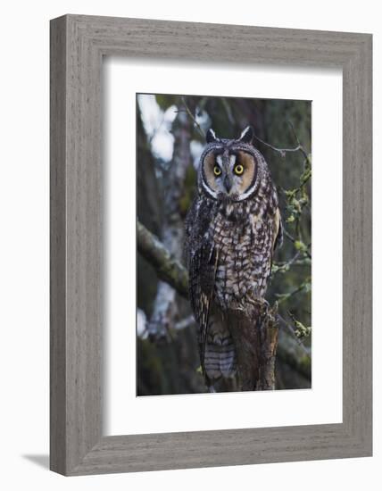 Long-eared Owl-Ken Archer-Framed Photographic Print