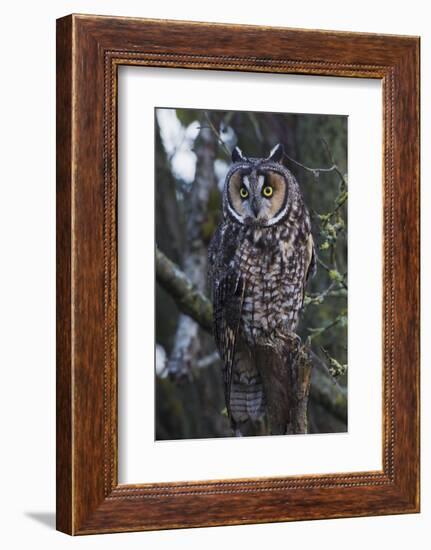 Long-eared Owl-Ken Archer-Framed Photographic Print