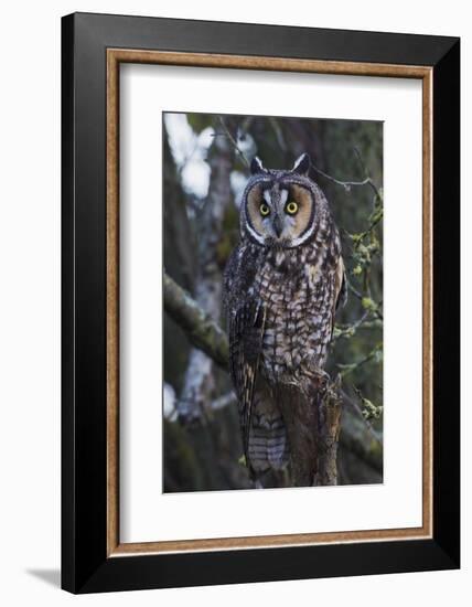 Long-eared Owl-Ken Archer-Framed Photographic Print