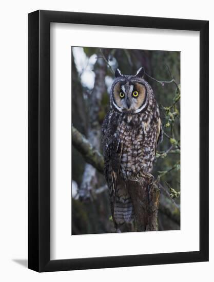 Long-eared Owl-Ken Archer-Framed Photographic Print